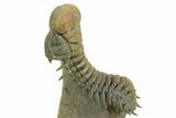 Flying Crotalocephalina Trilobite - Exposed Hypostome #359239-1